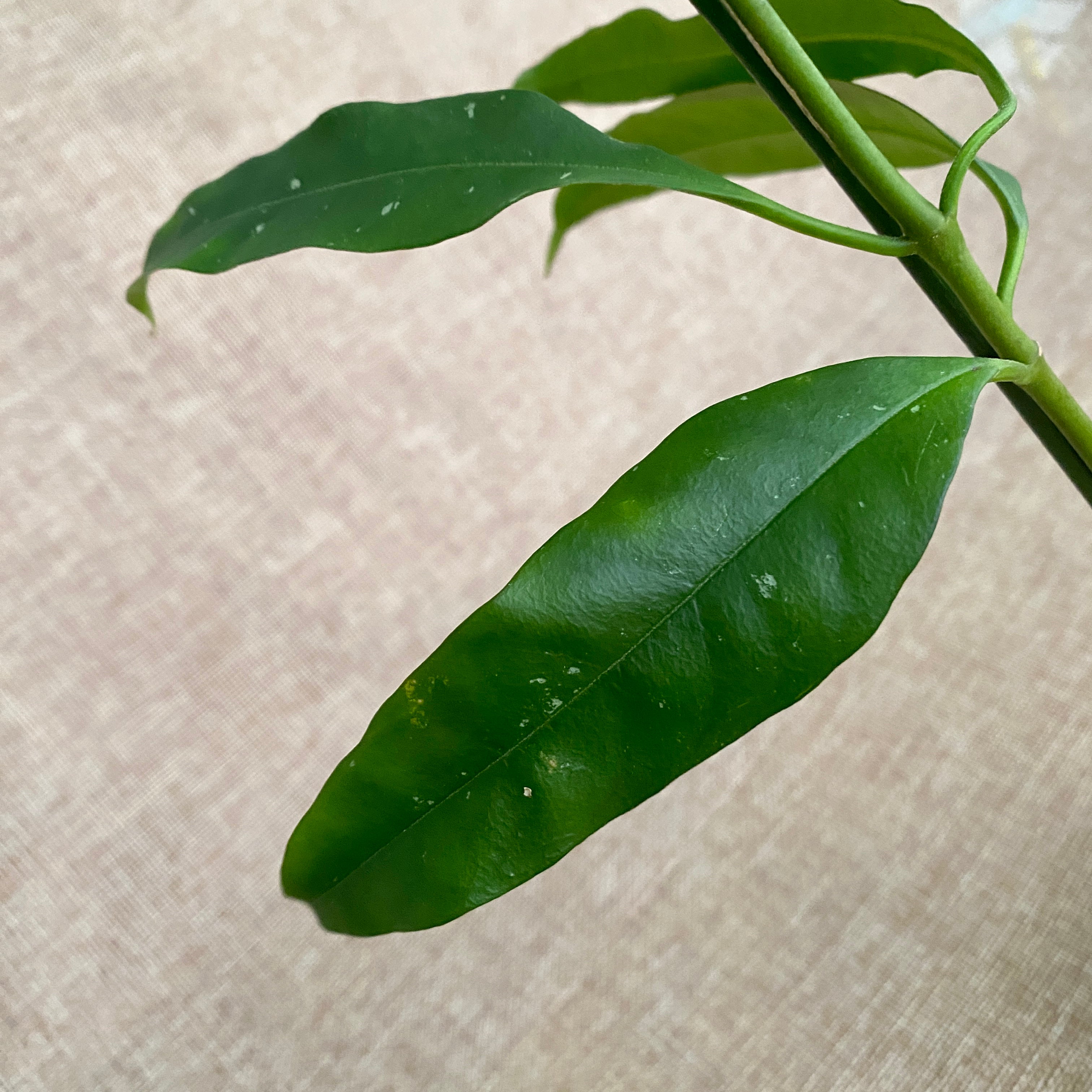 Hoya multiflora (SV-406)