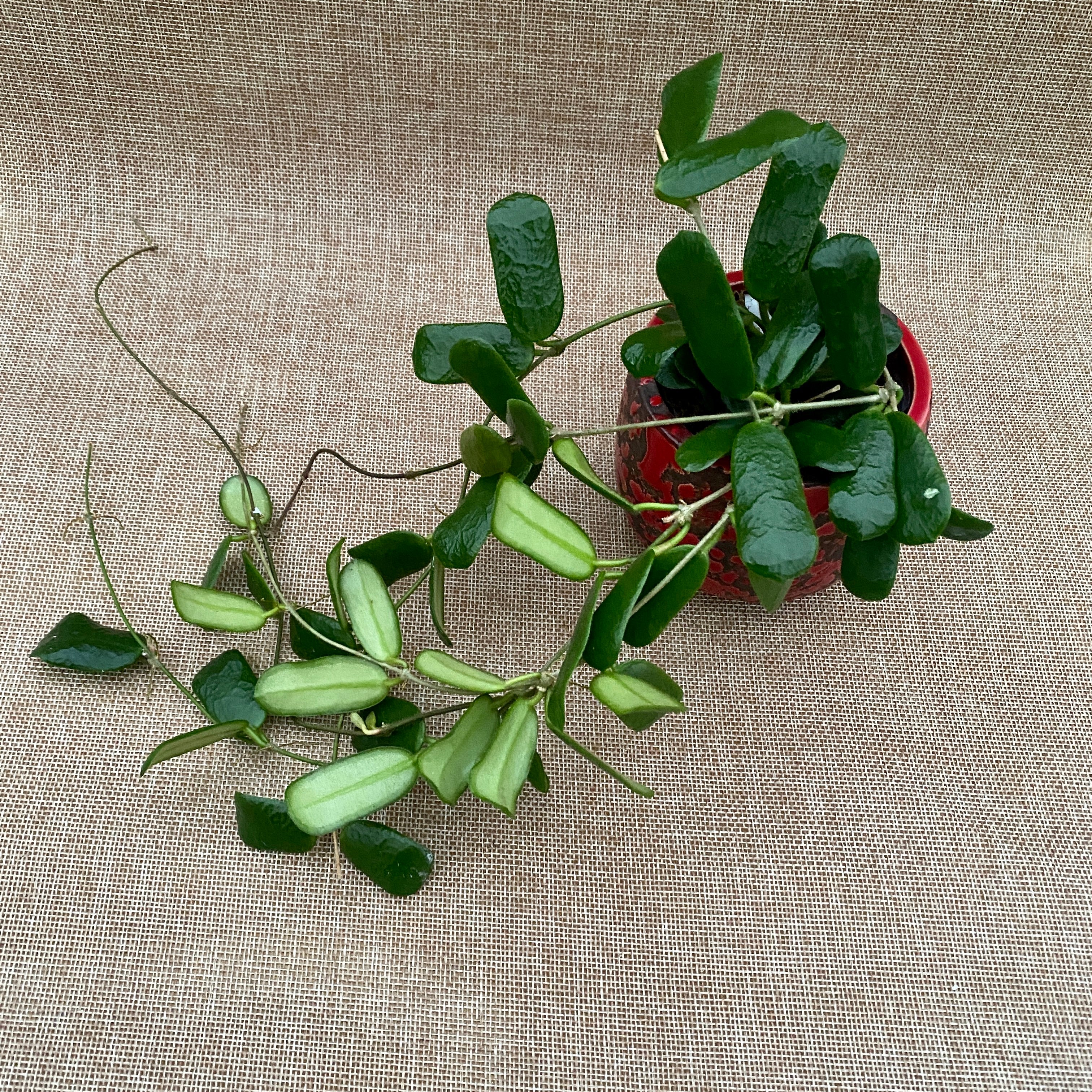 Hoya rotundiflora (square leaf hoya) - exemplare dezvoltate