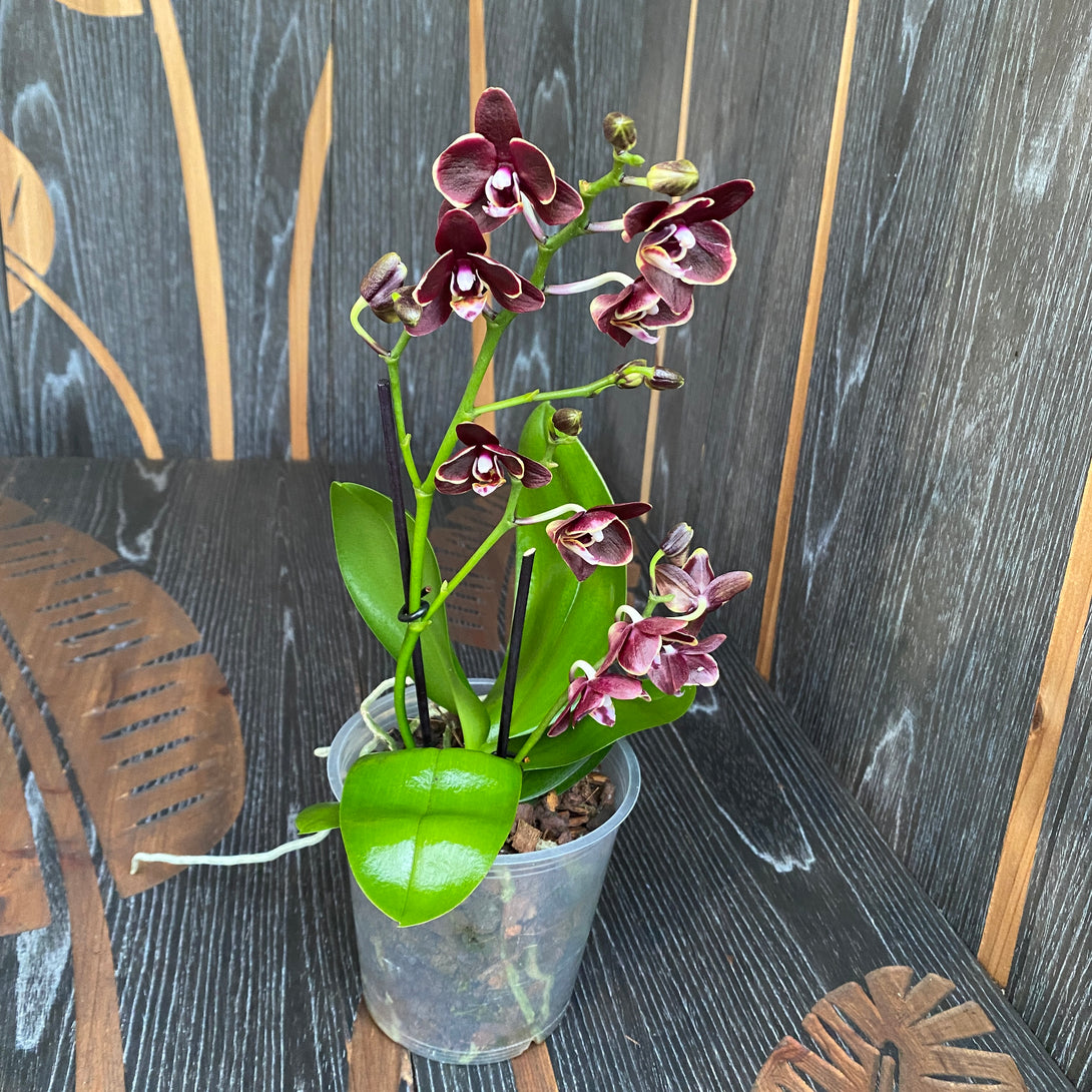 Phalaenopsis Sogo Banana Chocolate