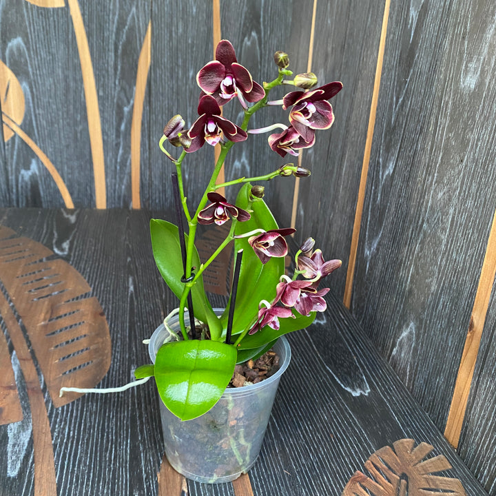 Phalaenopsis Sogo Banana Chocolate