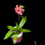 Phalaenopsis Bowdion - pelorické květy