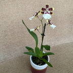 Colmanara Jungle Monarch *parfumée