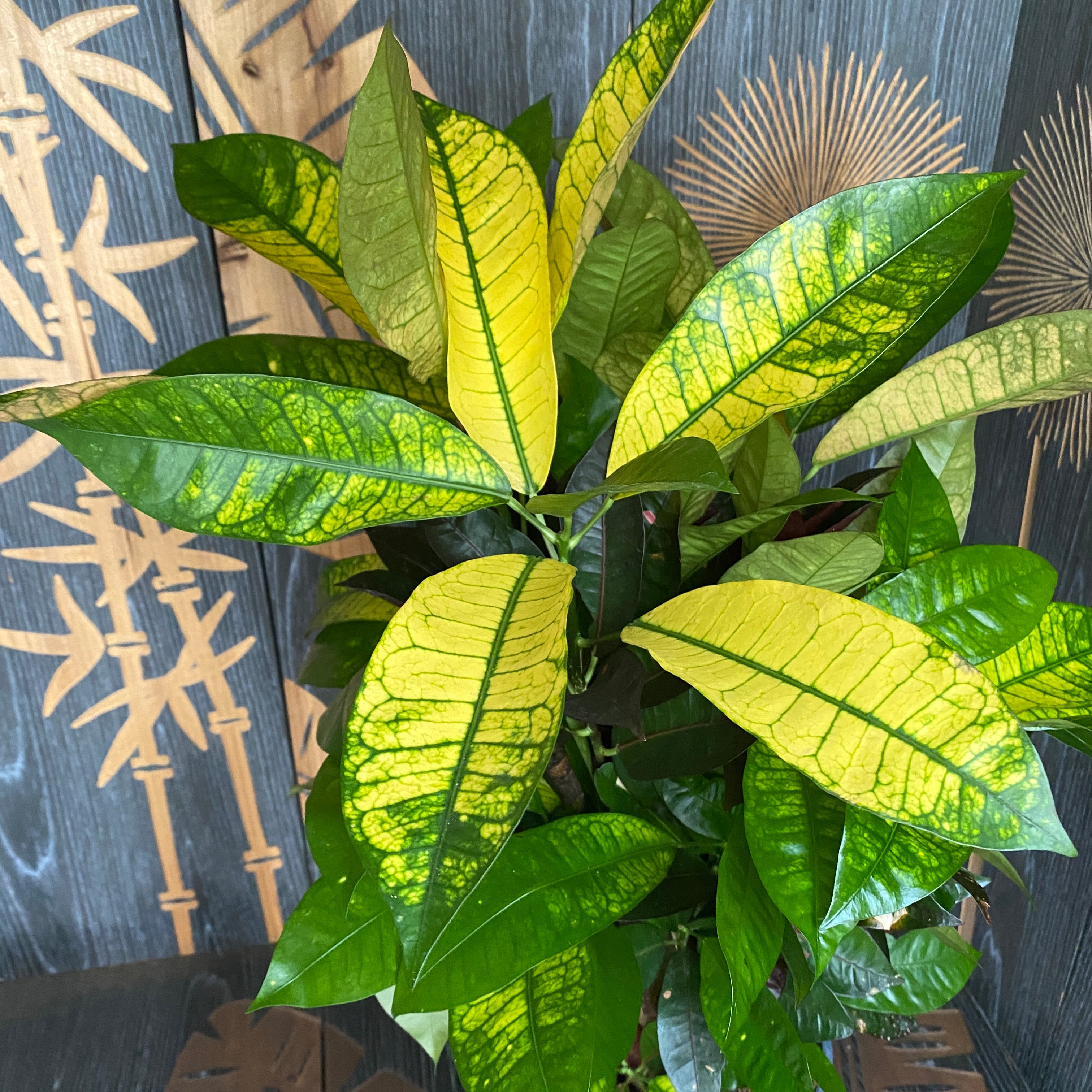 Croton Codiaeum variegatum 'Mrs Iceton'