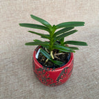 Renanthera vietnamensis *parfümiert