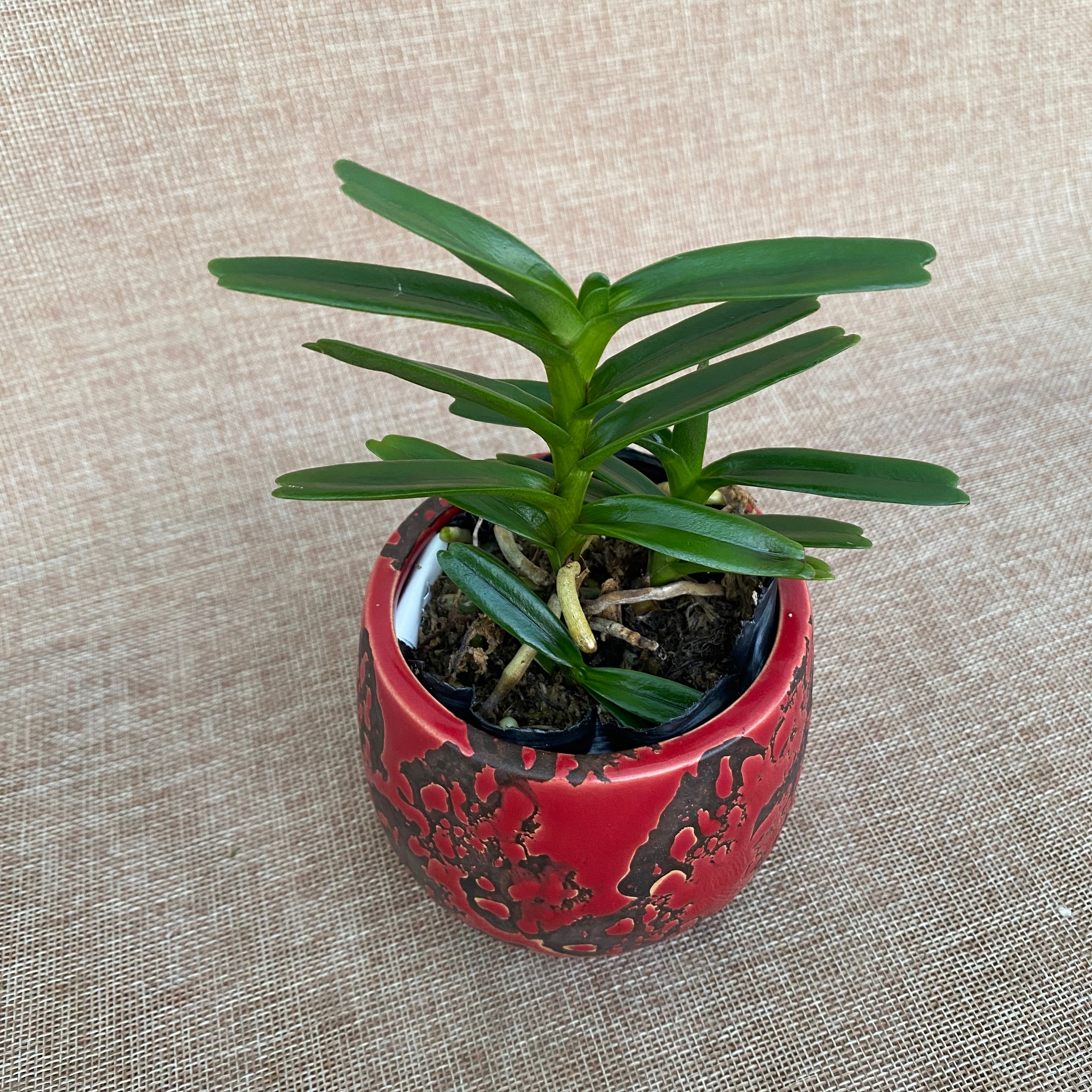 Renanthera vietnamensis *parfümiert