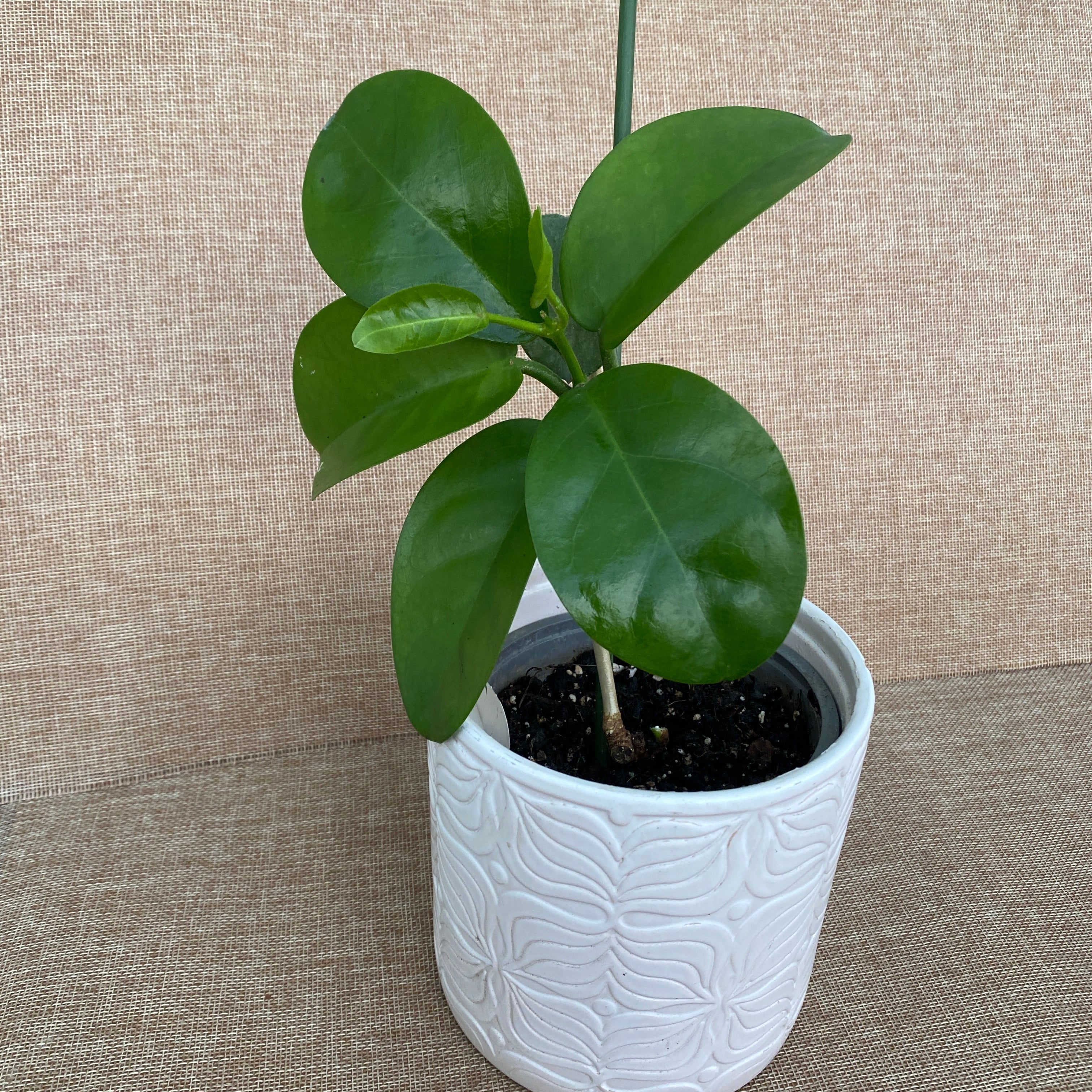 Hoya australis subsp. sanae D12