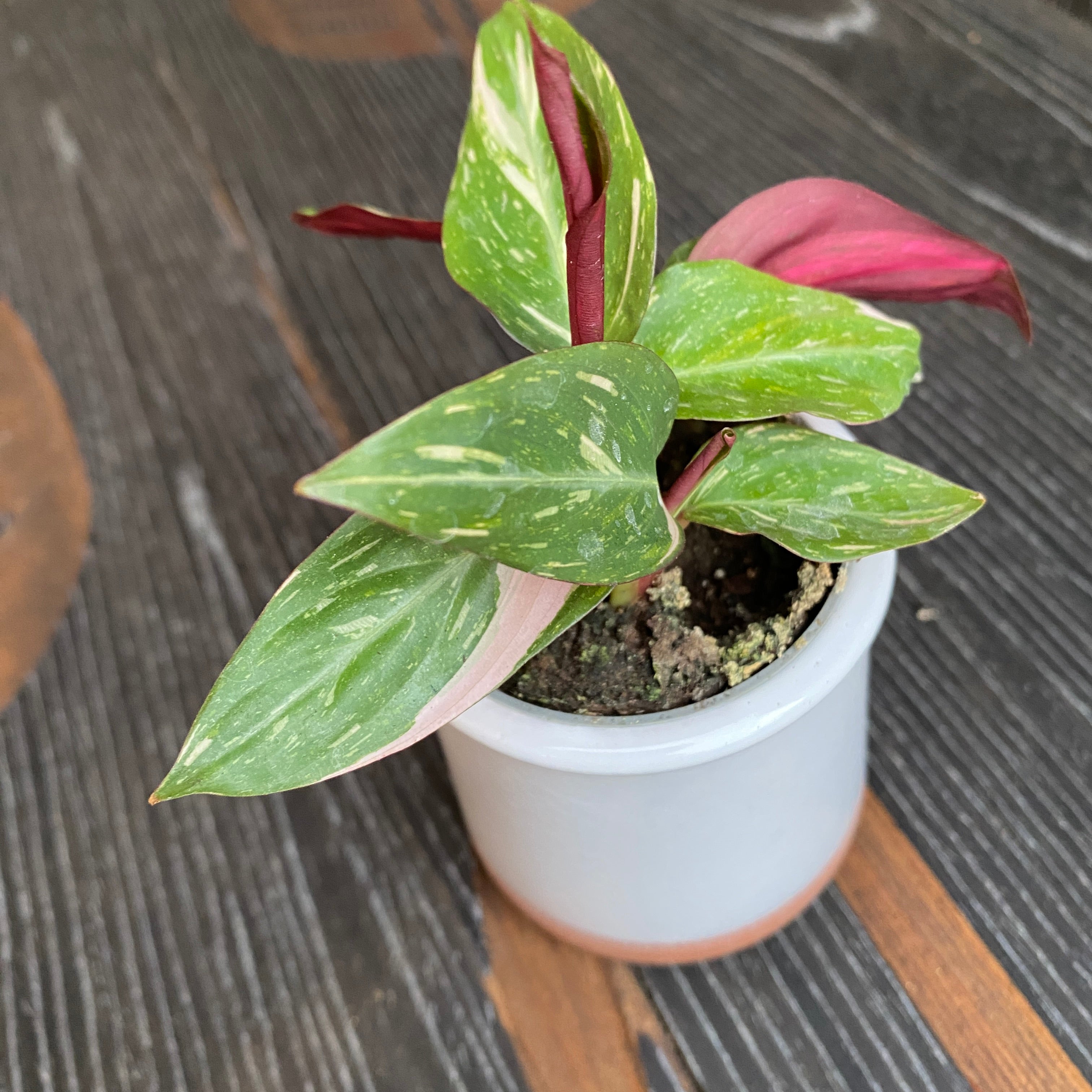 Stromanthe Sanguinea 'Magic Star' (babyplant)