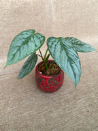 Philodendron sodiroi