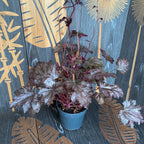Heuchera 'Carnival Plum Crazy'