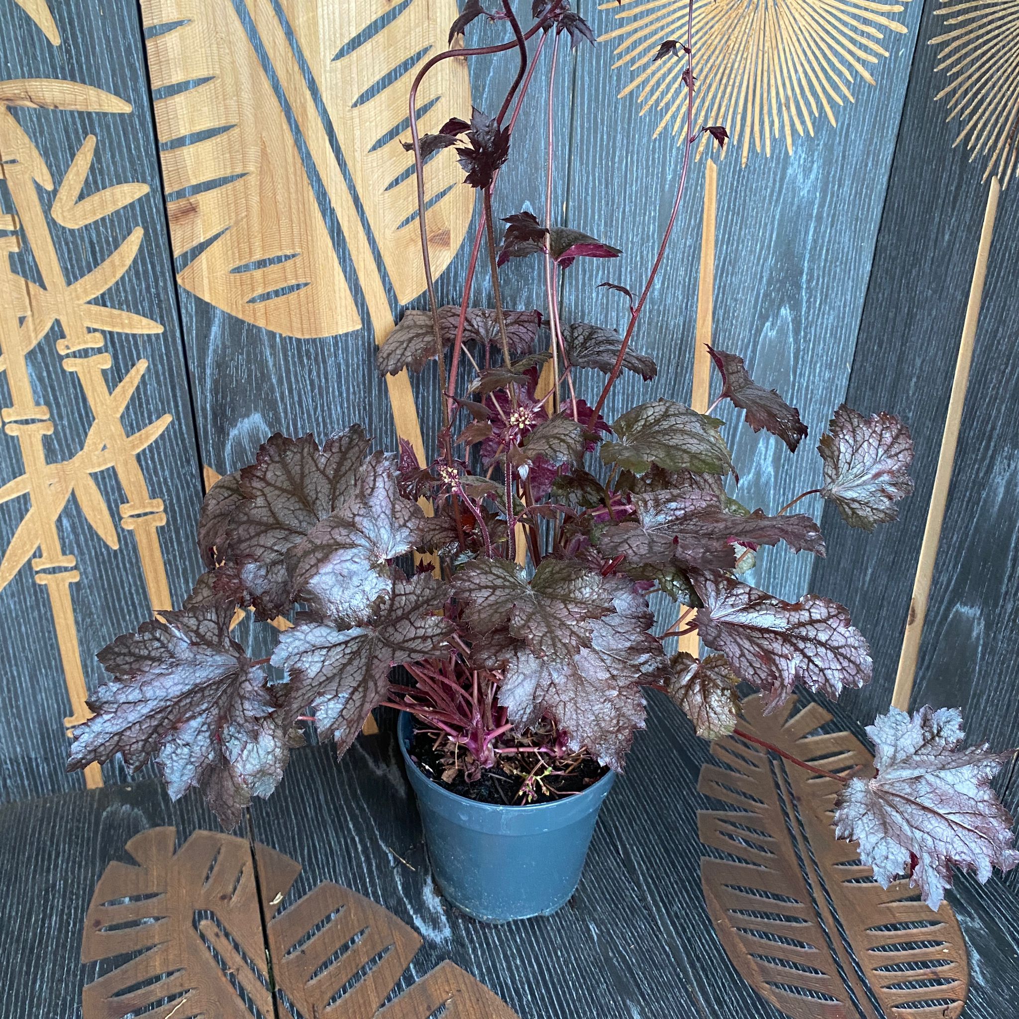 Heuchera 'Carnival Plum Crazy'