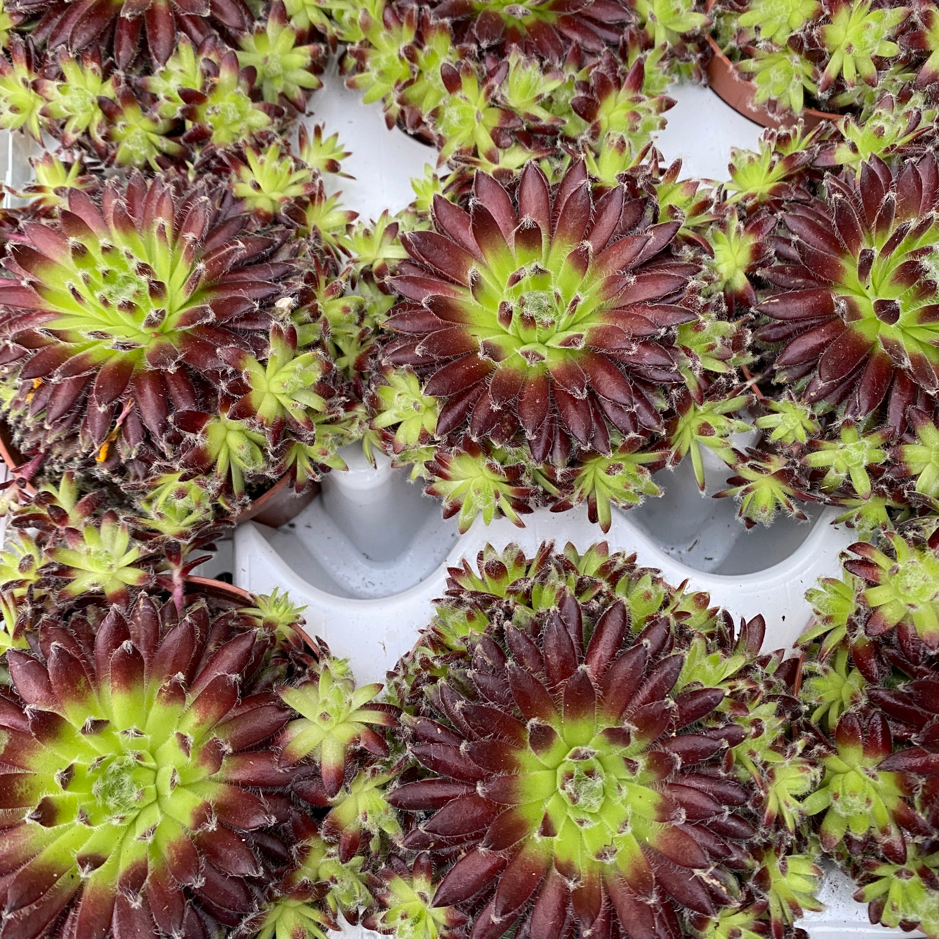 Sempervivum 'Lyon' (planta urechelnita)