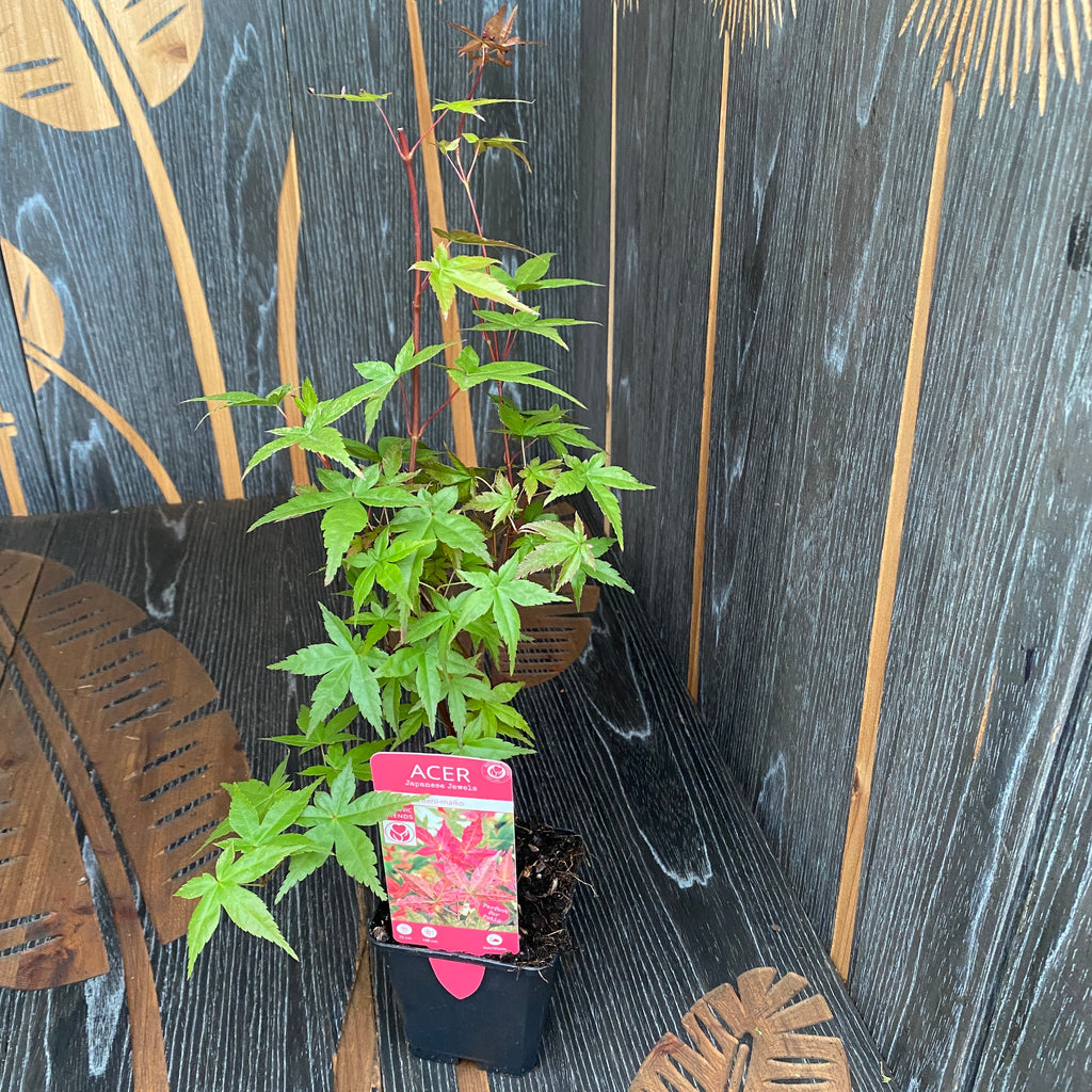 Acer palmatum 'Beni Maiko' (érable japonais)