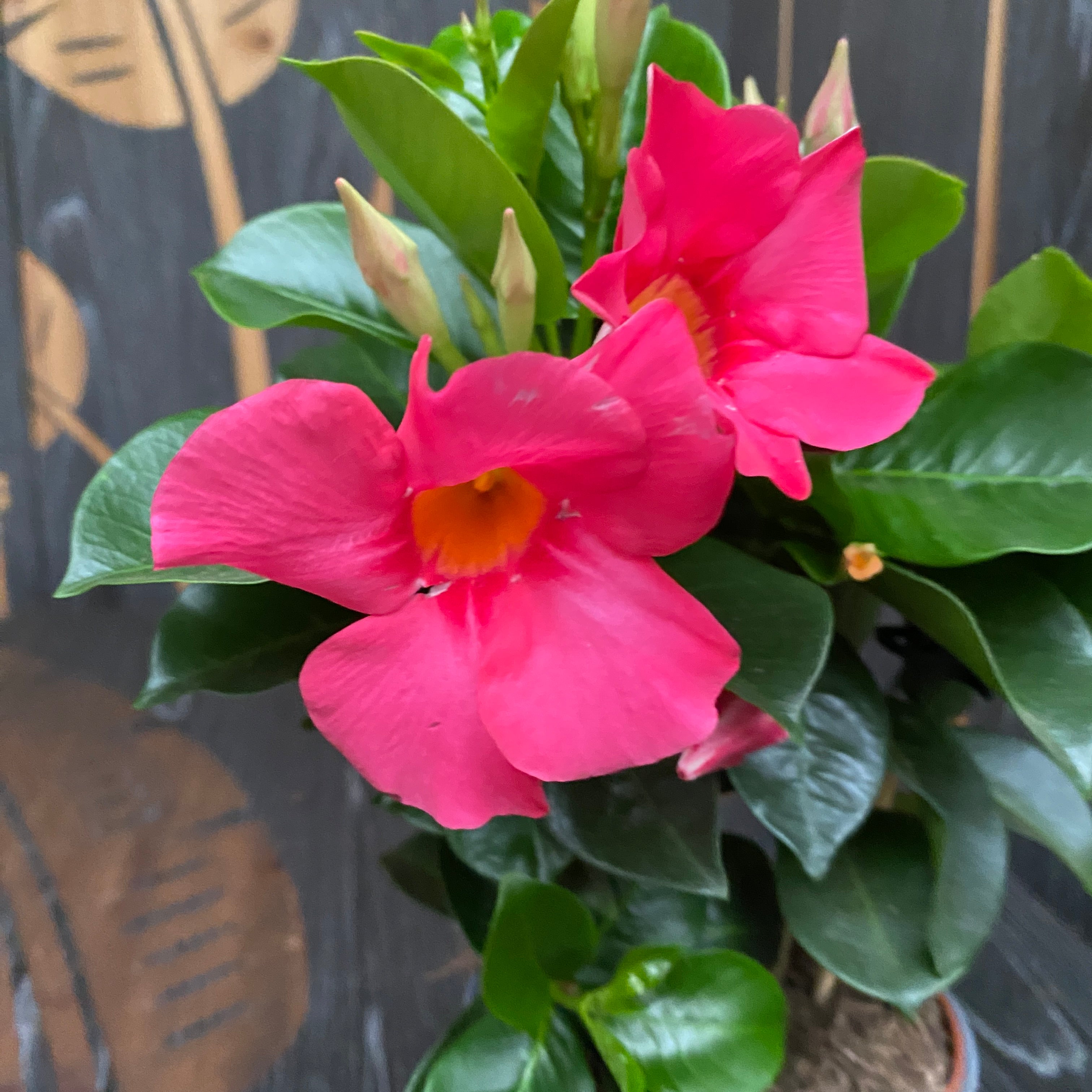 Mandevilla Light Pink - Dipladenia roz (flori parfumate)