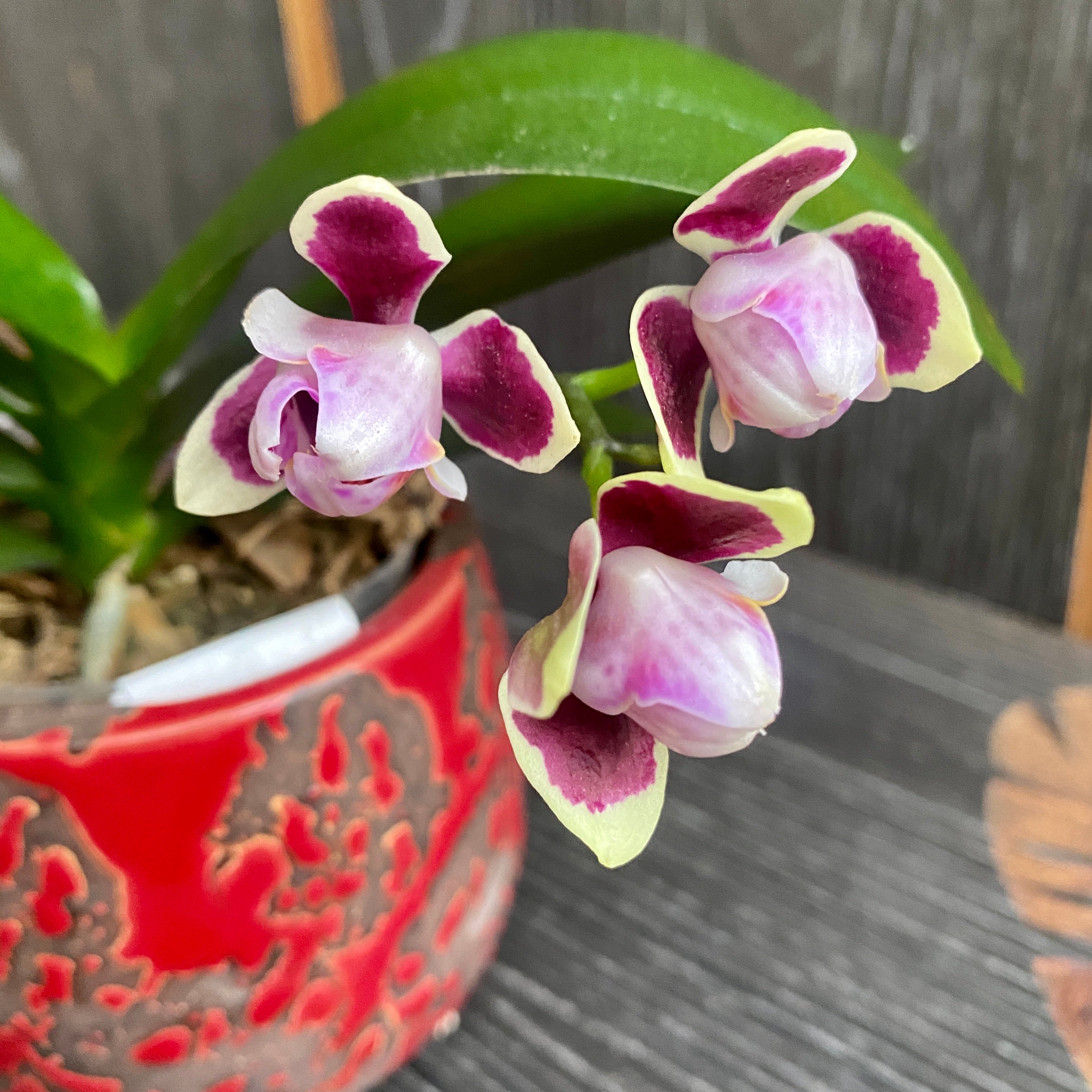 Phalaenopsis Lioulin Sparrow '459' (3lips peloric)