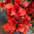 Bougainvillea 'Dania Orange' - Floarea de hartie portocalie