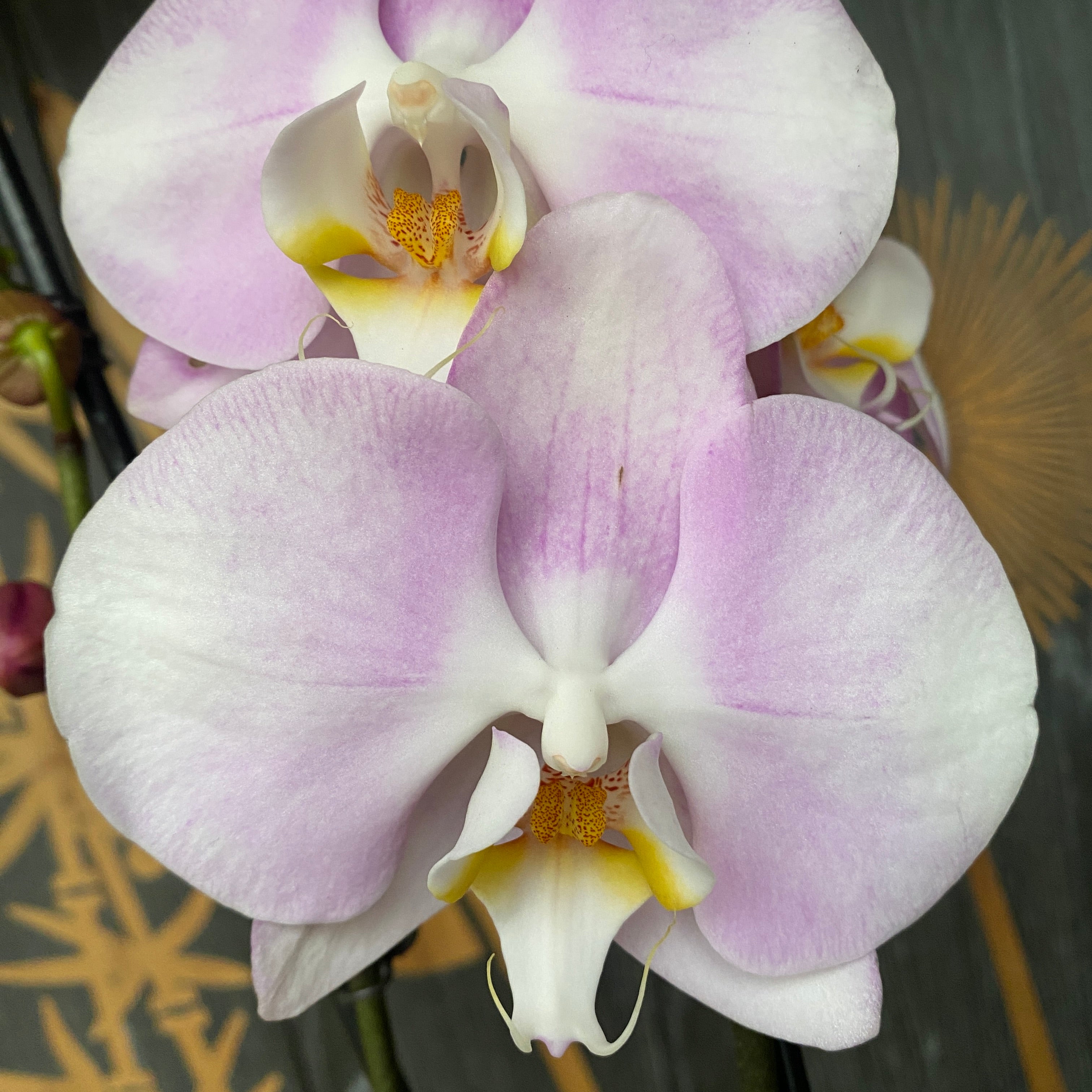 Phalaenopsis Mellowstar