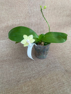 Phalaenopsis Yushan Moonlight
