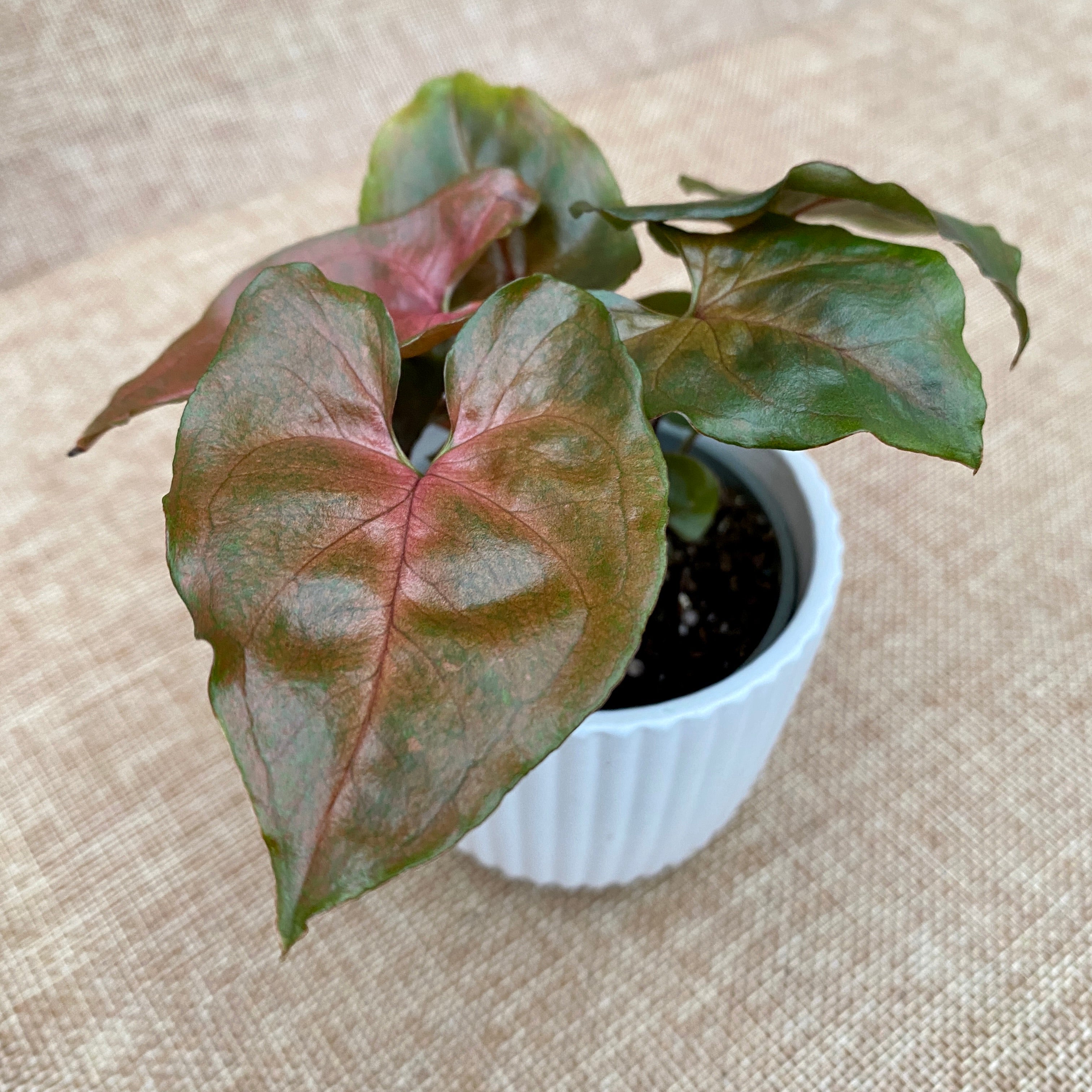 Syngonium Maria Allusion (babyplant)