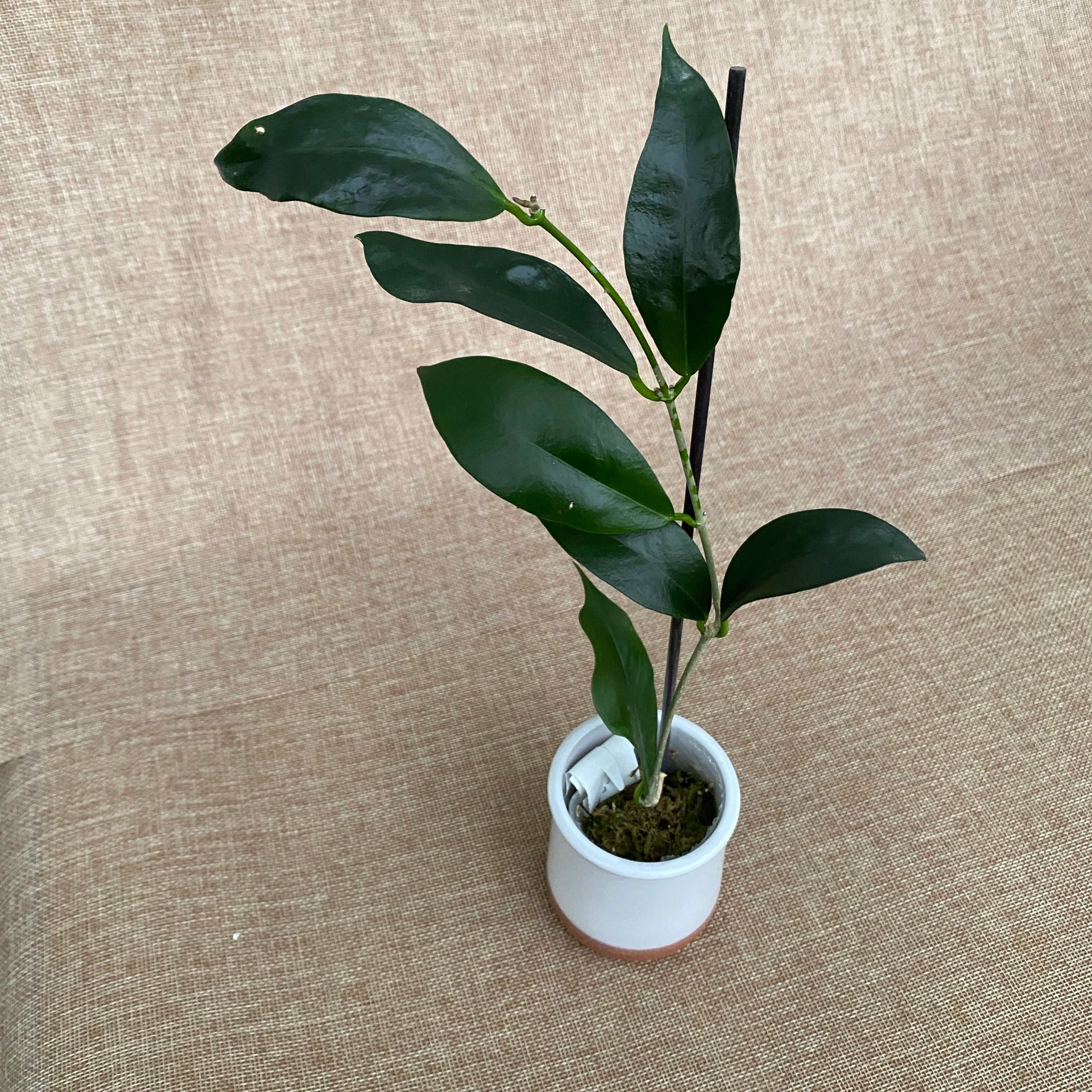 Hoya sp. 'ut 030' (Halmahera Island, Indonesia) - exemplare dezvoltate