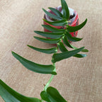 Rhaphidophora tenuis