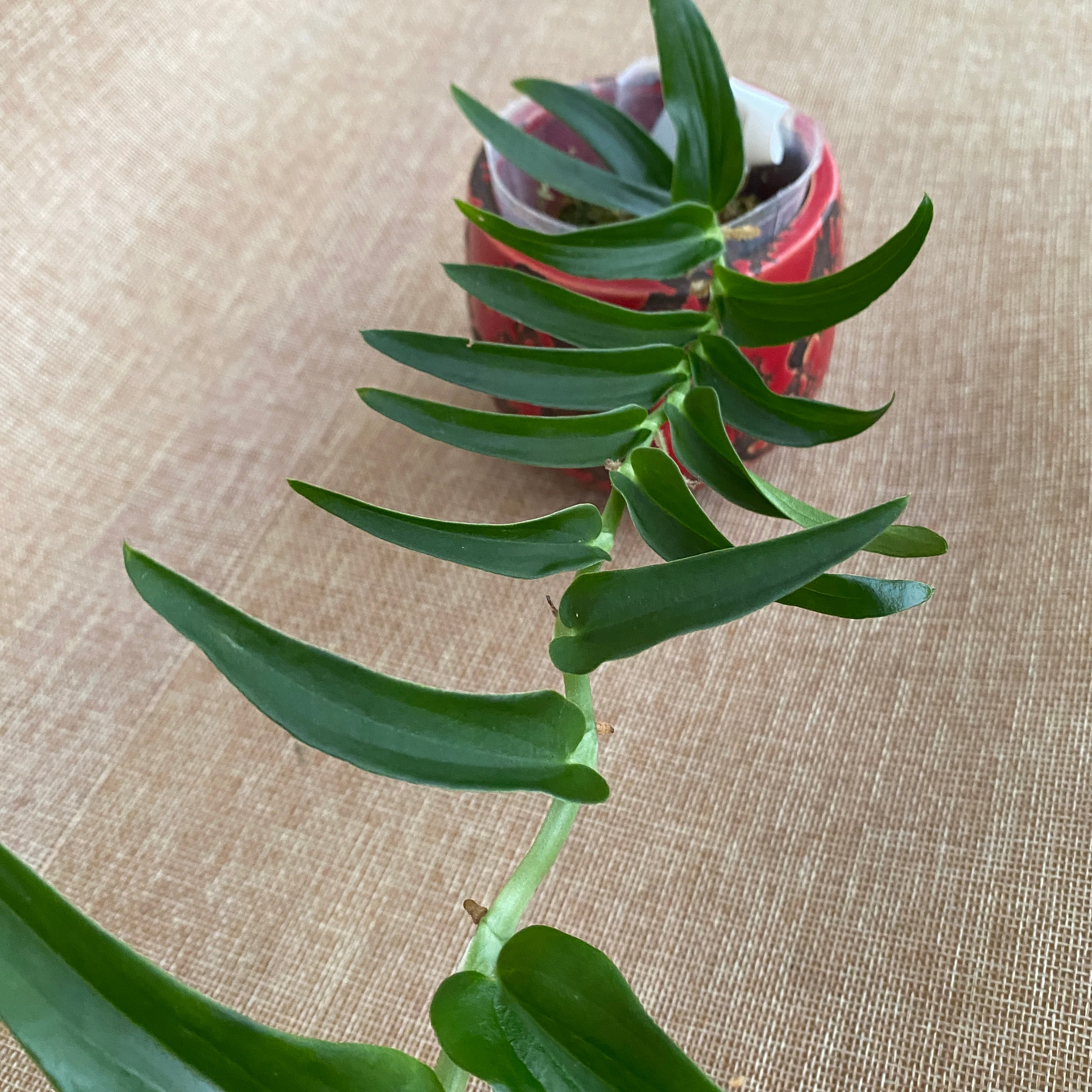 Rhaphidophora tenuis