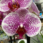 Phalaenopsis Golden Poeker Leopard (Pandorra)