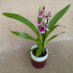 Goodaleara Tahitien hybride * parfumée