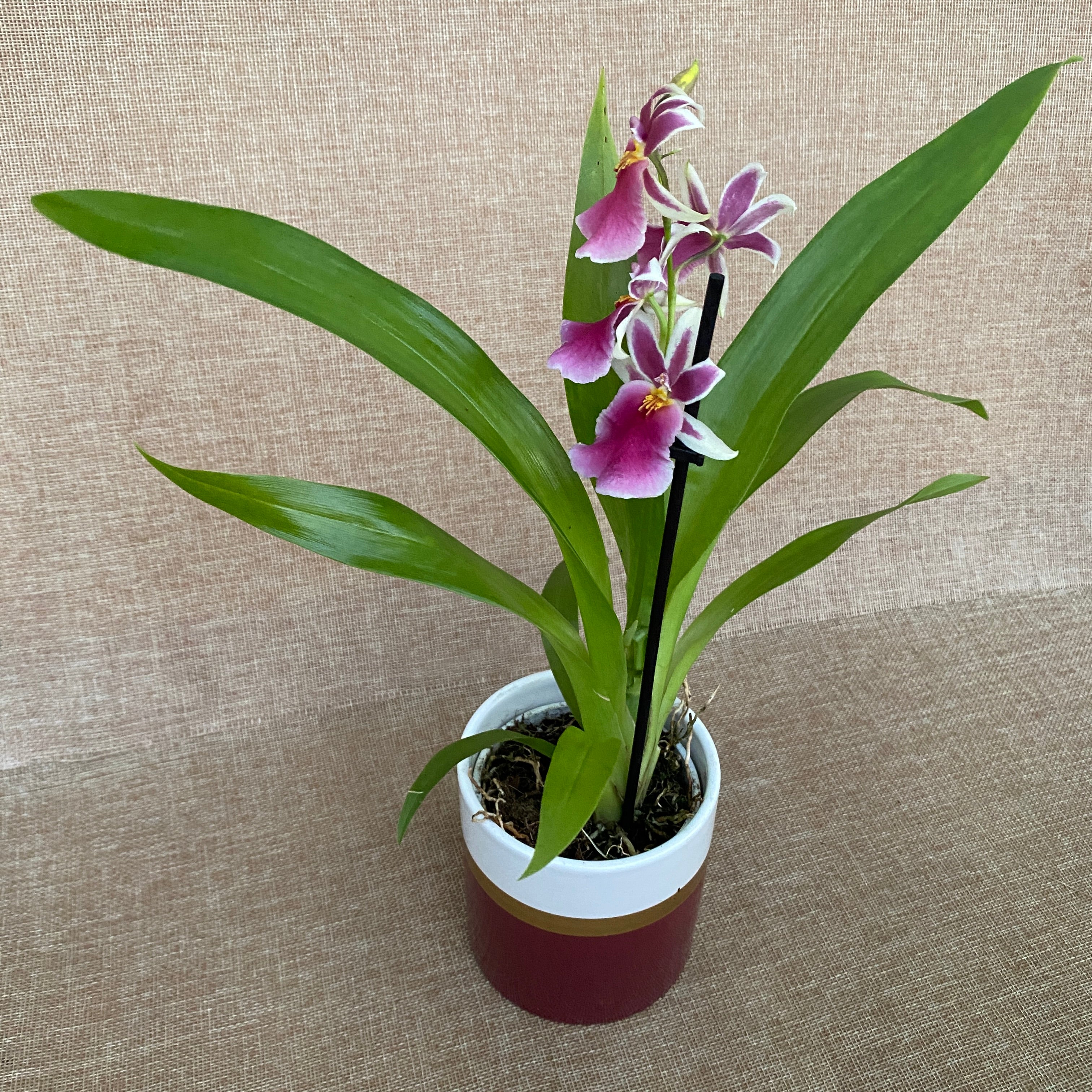 Goodaleara Tahitian Hybrid * duftend