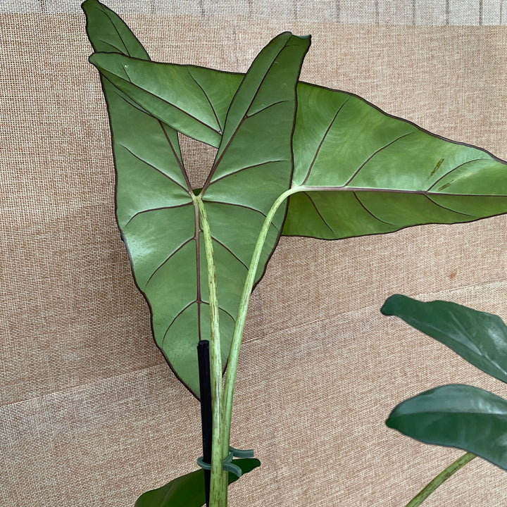 Alocasia princeps 'Purple Cloak'