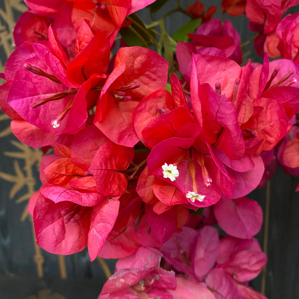 Bougainvillea 'Red' (rosu-ciclam) - Floarea de hartie