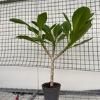 Plumeria rubra Hawaiian mix -  flori parfumate