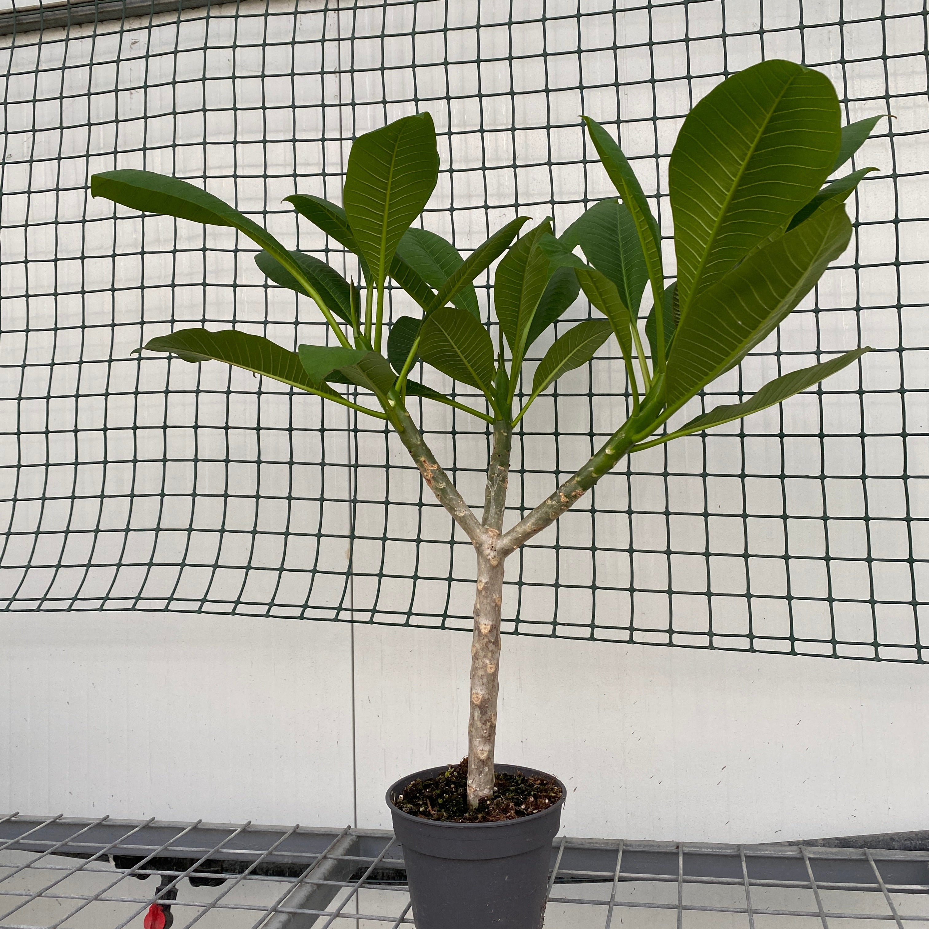 Plumeria rubra Hawaiian mix - mirisno cvijeće