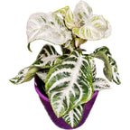 Aphelandra squarrosa 'Curly White' (Zebra biljka)