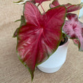 Caladium 'Alexa Pink'