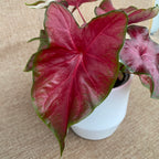 Caladium 'Alexa Pink'