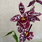 Odontioda Stirbic 'Favorite'