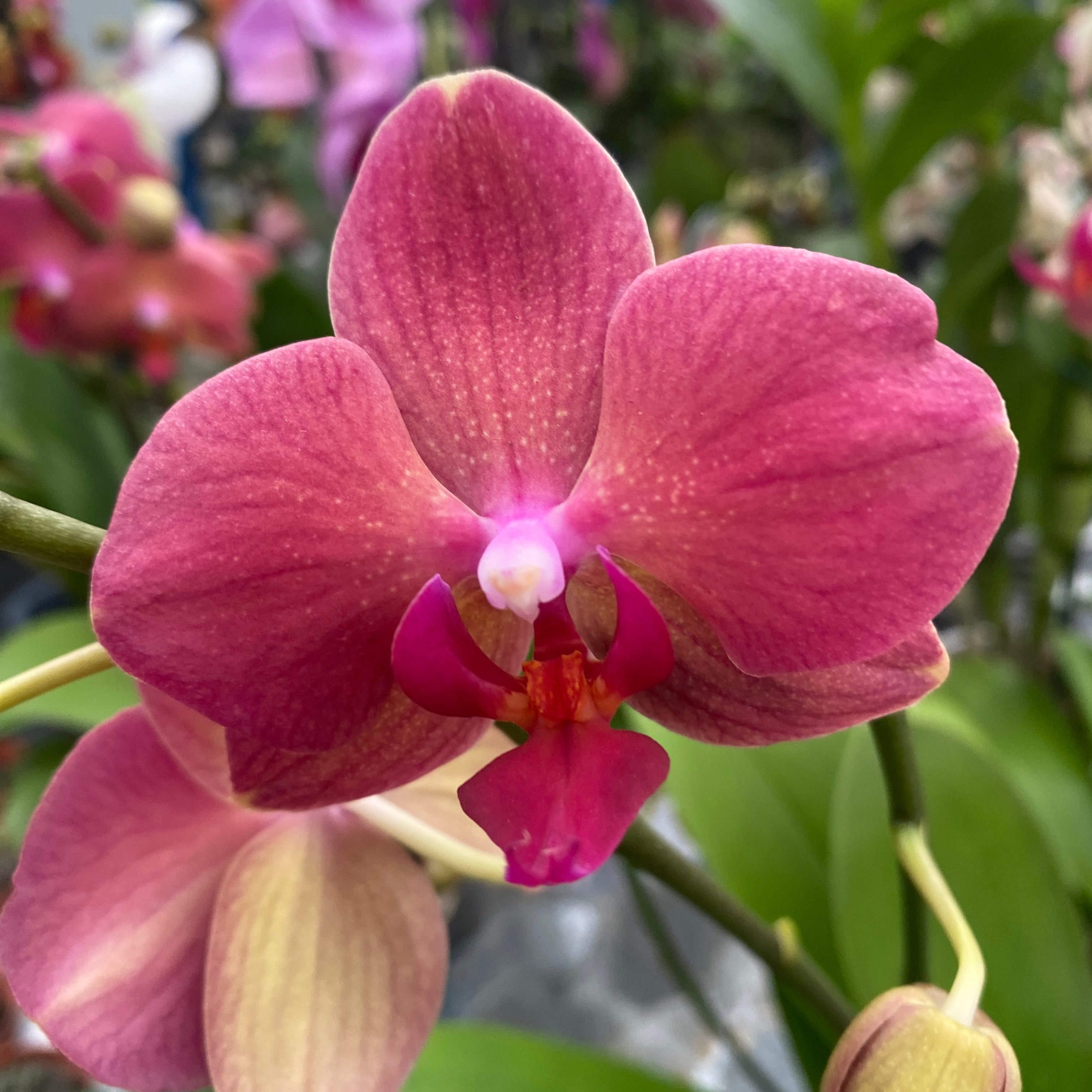 Phalaenopsis Brindisi