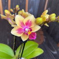 Phalaenopsis Sogo Gotris '1307'