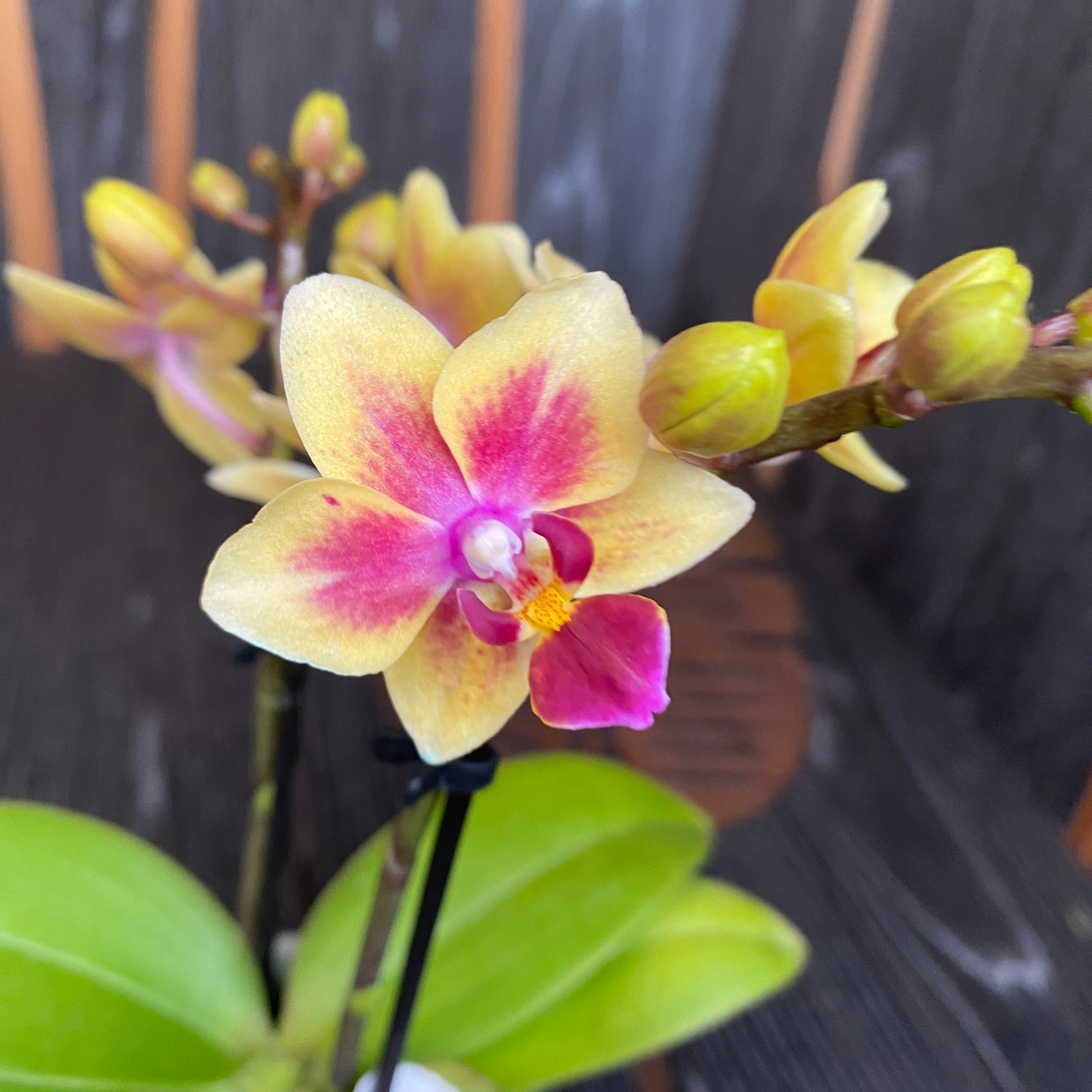 Phalaenopsis Sogo Gotris '1307'