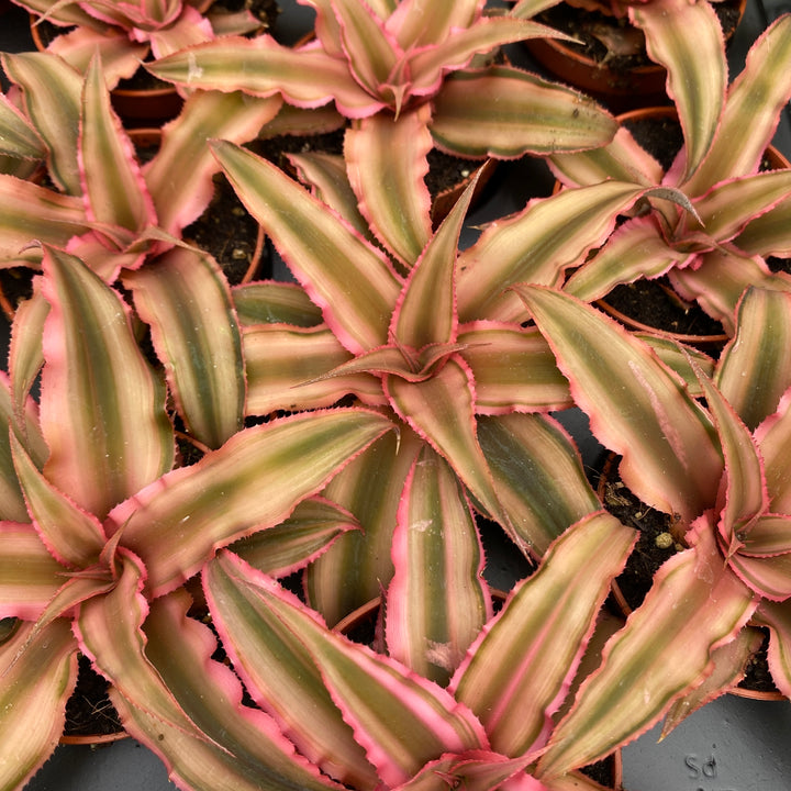 Cryptanthus bivittatus Pink Starlight