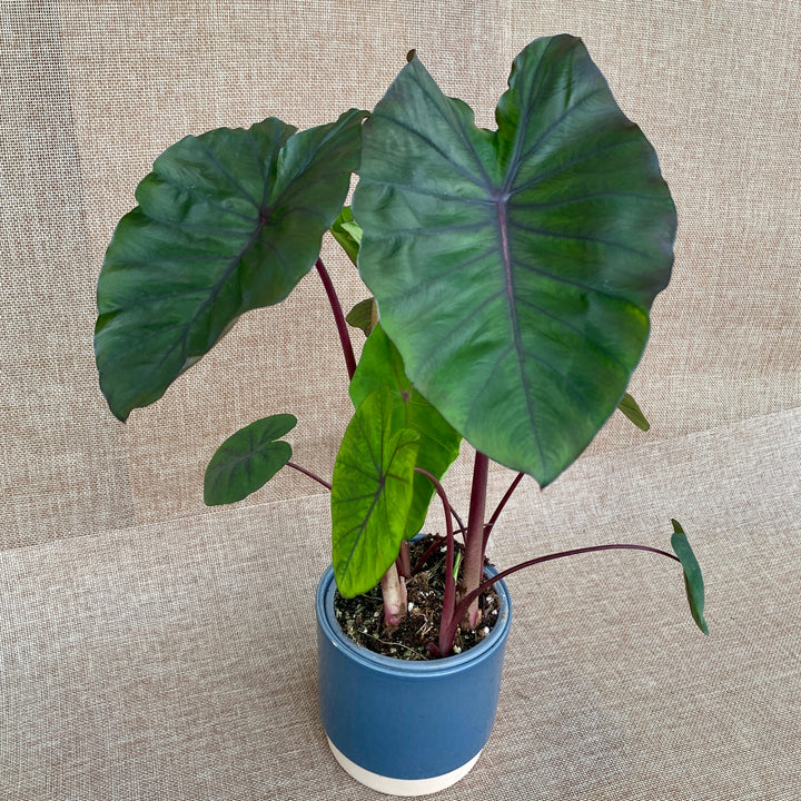 Colocasia esculenta 'Redemption'