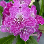 Streptocarpus 'Carina'