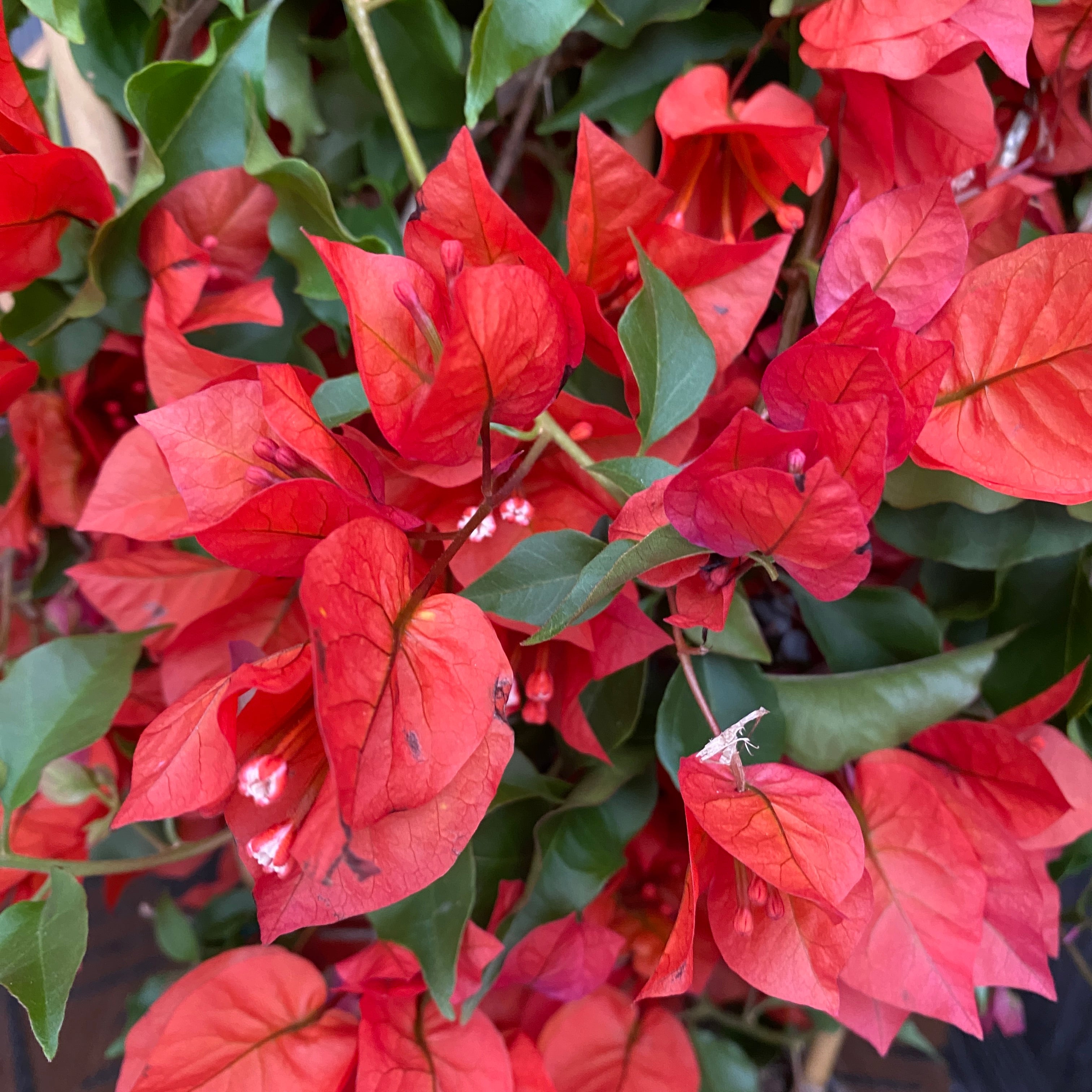 Bougainvillea 'Dania Orange' - Floarea de hartie portocalie