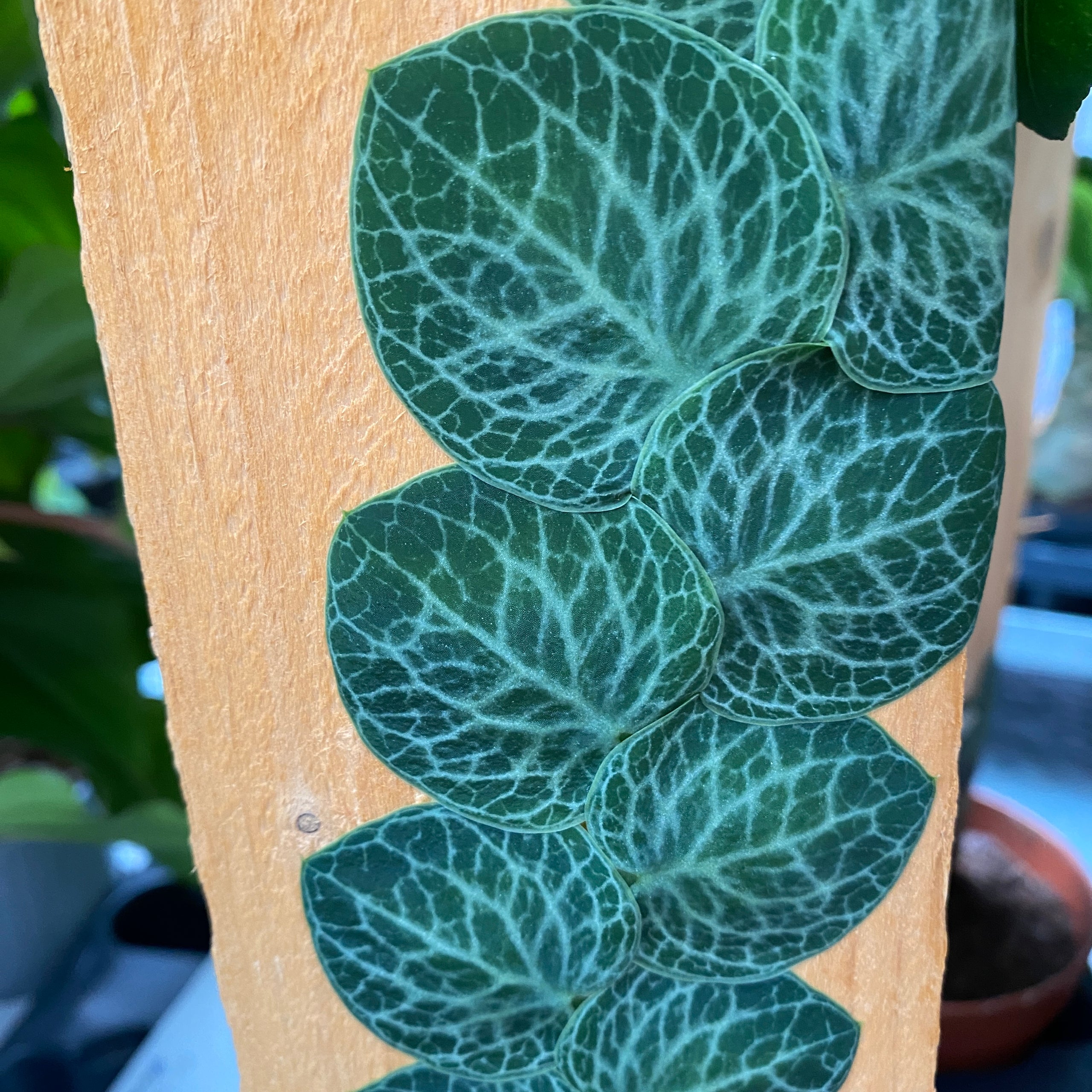 Rhaphidophora cryptantha (Shingle Plant) – Secret Garden Plant Shop