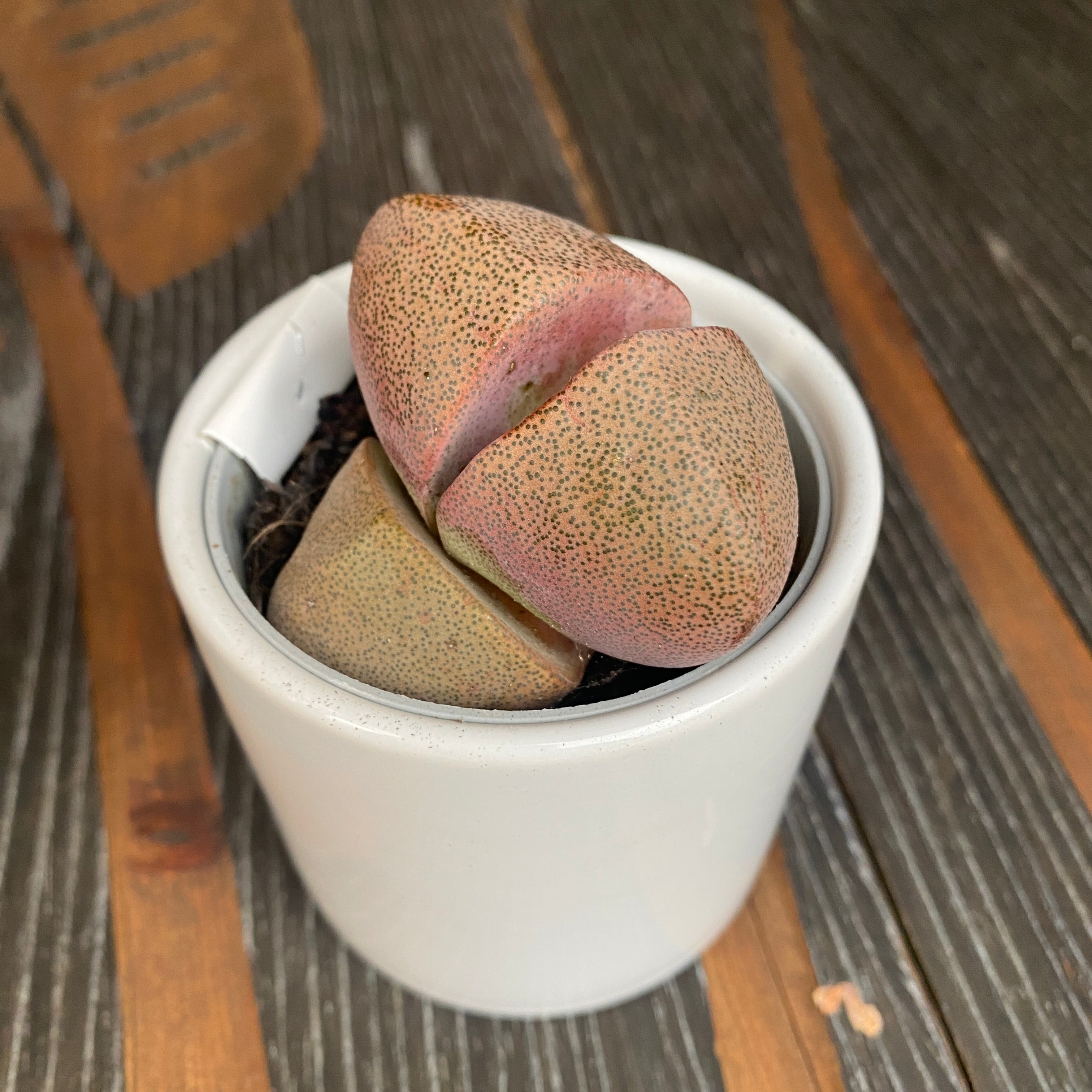 Pleiospilos nelii ‘Royal Flush’