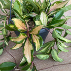 Hoya carnosa 'Tricolor' (Krimson Princess) - D19cm, mindestens 5-6 Pflanzen/Topf