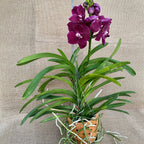 Vanda Nitaya Crimson Love (ANSU)