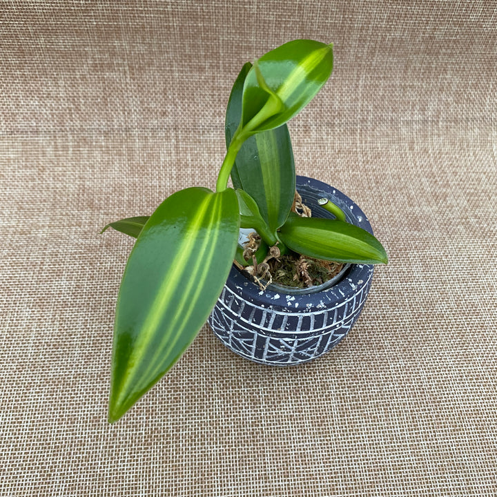 Vanilla Planifolia 'Variegata'