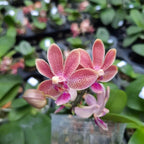 Phalaenopsis Caribbean Sunset × minus