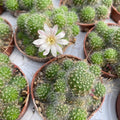 Rebutia albispina